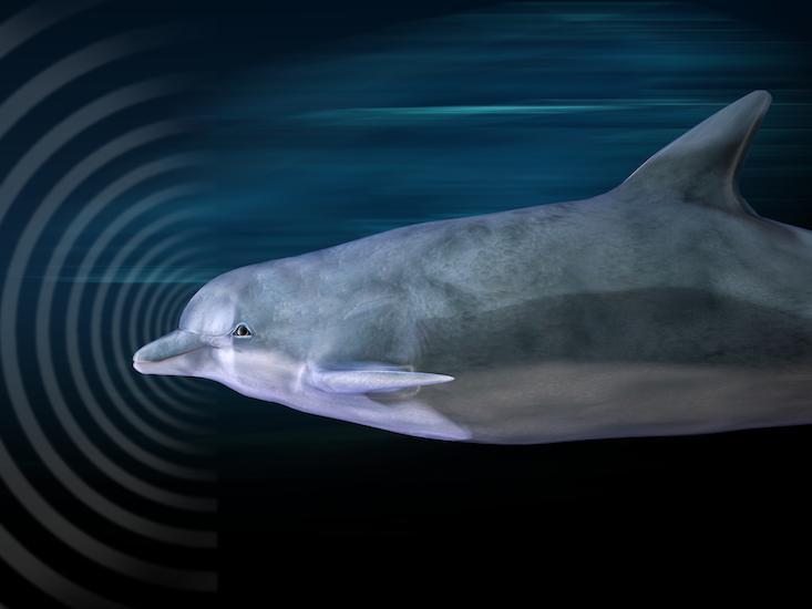 Dolphins Are Helping Us Hunt for Aliens