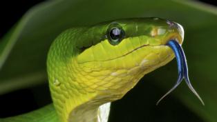 green rat snake thumb