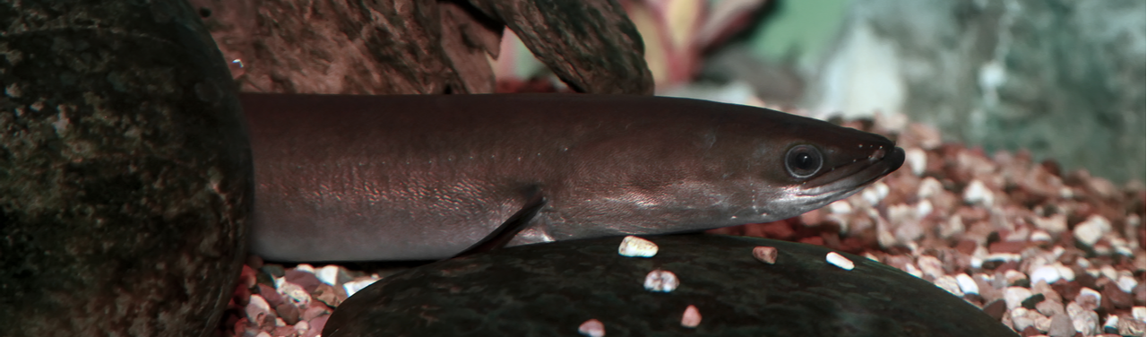 Eels Don’t Have Sex Until the Last Year of Their Life thumbnail
