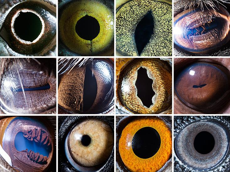 Animal Eyes via Nautilus – The Eye Si(gh)t