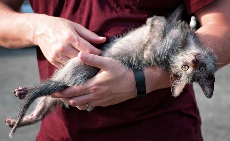 Lykoi in arms