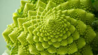 Romanesco broccoli thumb