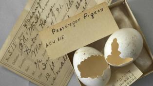passenger pigeon eggs de-extinction hero