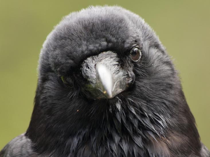 Why Neuroscientists Need to Study the Crow